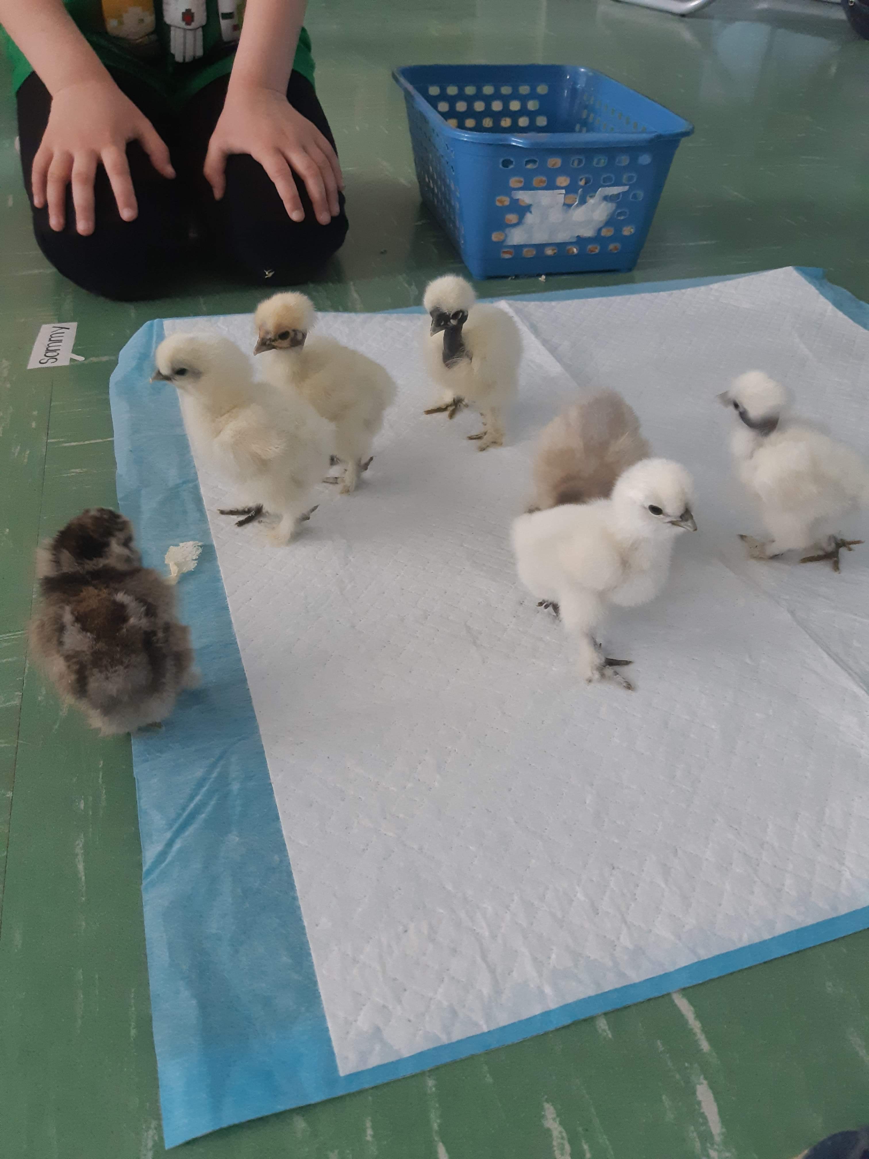 Poussins 15